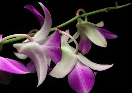 Orchidee