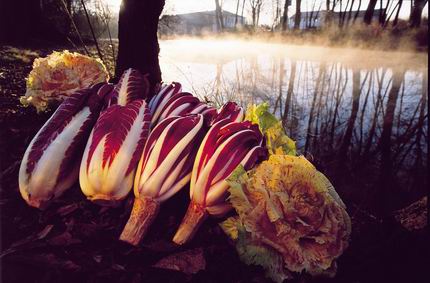 RADICCHIO