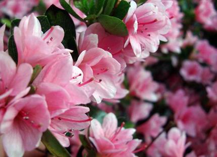 Azalea rosa