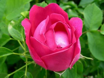 Rosa premurosa