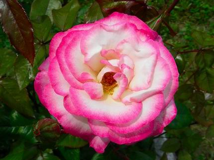 Una rosa by Beppe