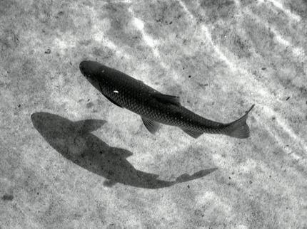 Pesce in ombra by Beppe