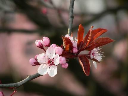 “Quando tutto è rosa…†Capolavoro floreale by BEPPE!