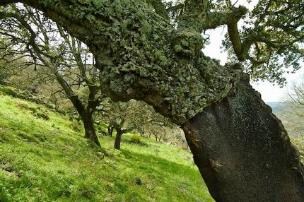 Alberi da sughero