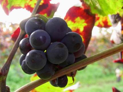 Raboso by Beppe