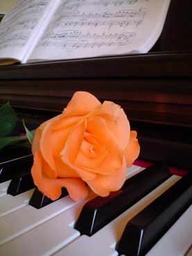 Rosa sul pianoforte