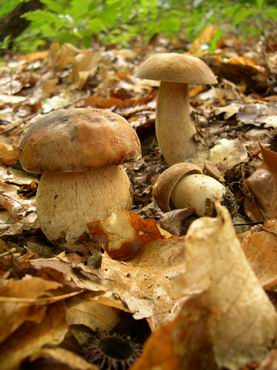 Funghi-Porcini
