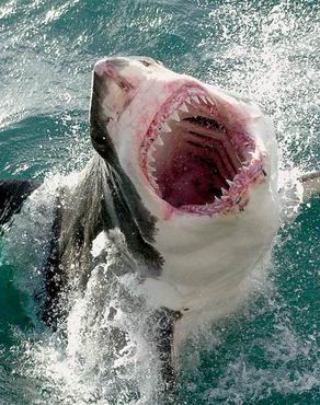 White Shark