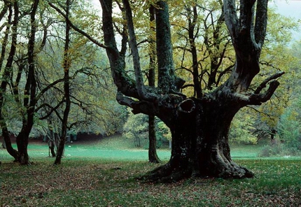 Bosco di Sant’Antonio Faggio millenario