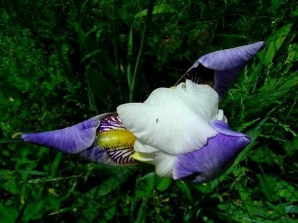 Orchidea selvatica by GIUSEPPE BORSOI