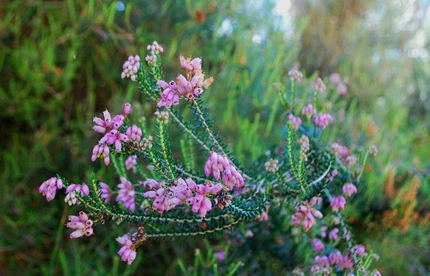 Fiori del Parco
