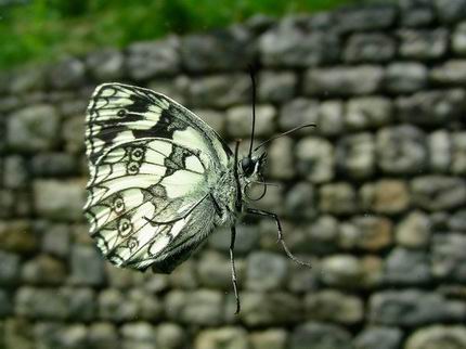 Farfalla ballerina foto by Giuseppe Borsoi